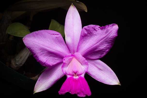 Image Name Flower cattleya walkeriana