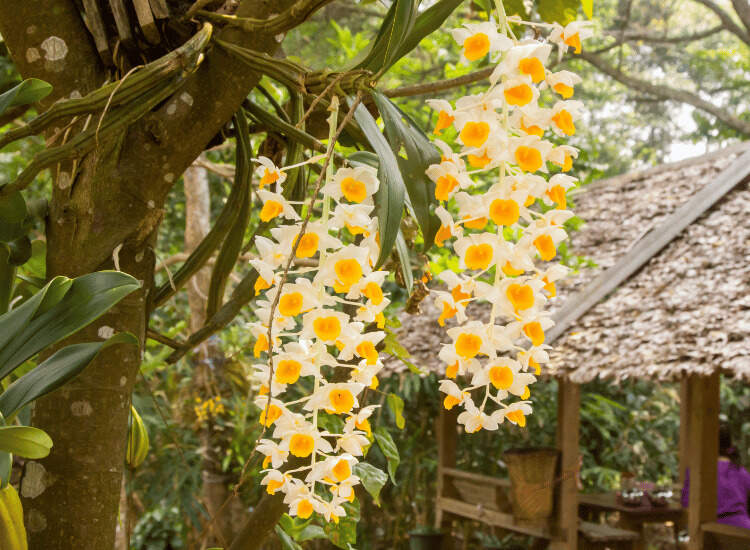 Image Name Flowers Dendrobium densiflorum 1