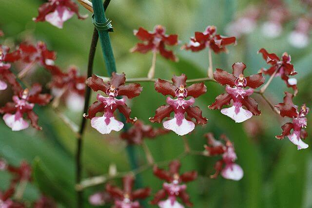 Image Name Flowers and leaves Oncidium sharry baby