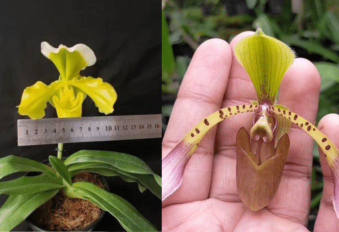 Image Name Flowers size