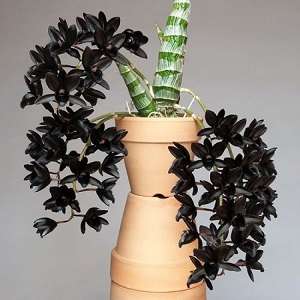 Image Name FredClarkeara After Dark