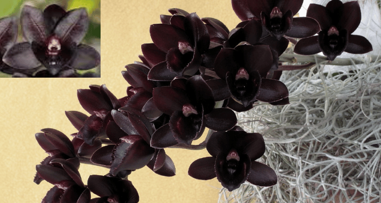 Image Name Fredclarkeara After Dark black orchid
