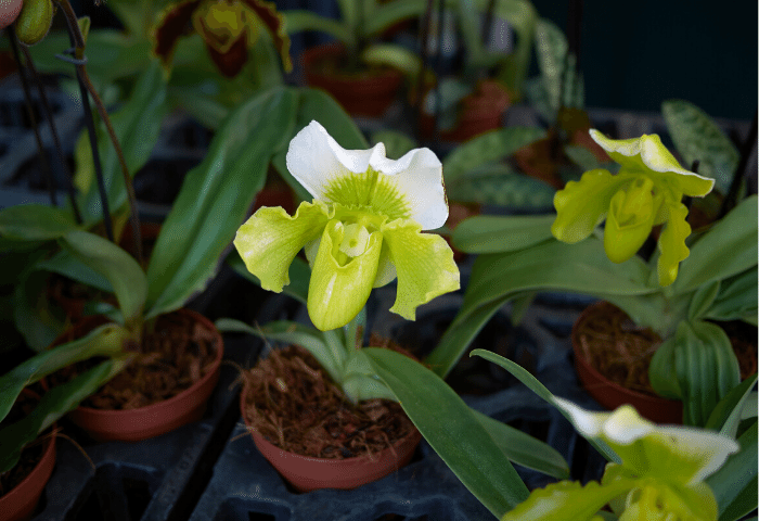 Image Name Green Paphiopedilum