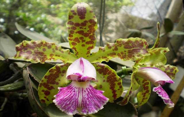 Image Name Green cattleya schilleriana