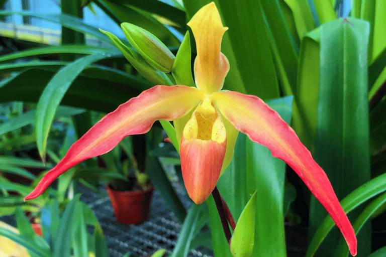 Ground orchids – featured image Ground Orchids: Types and How to Care (With Photos)