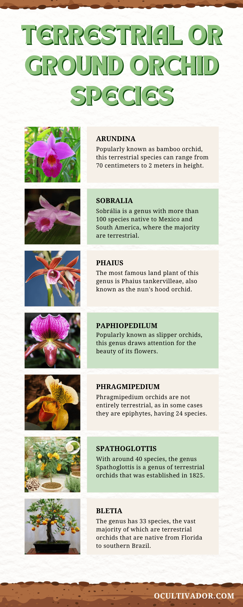 Species of ground orchids