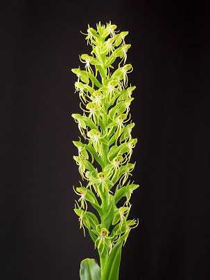 Image Name Habenaria repens