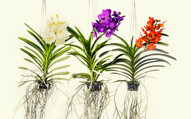 Image Name Hanging Vanda Orchid