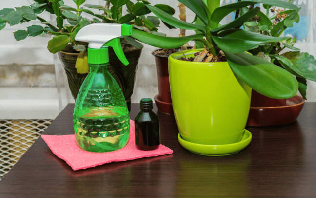 Image Name How to Fertilize Orchids