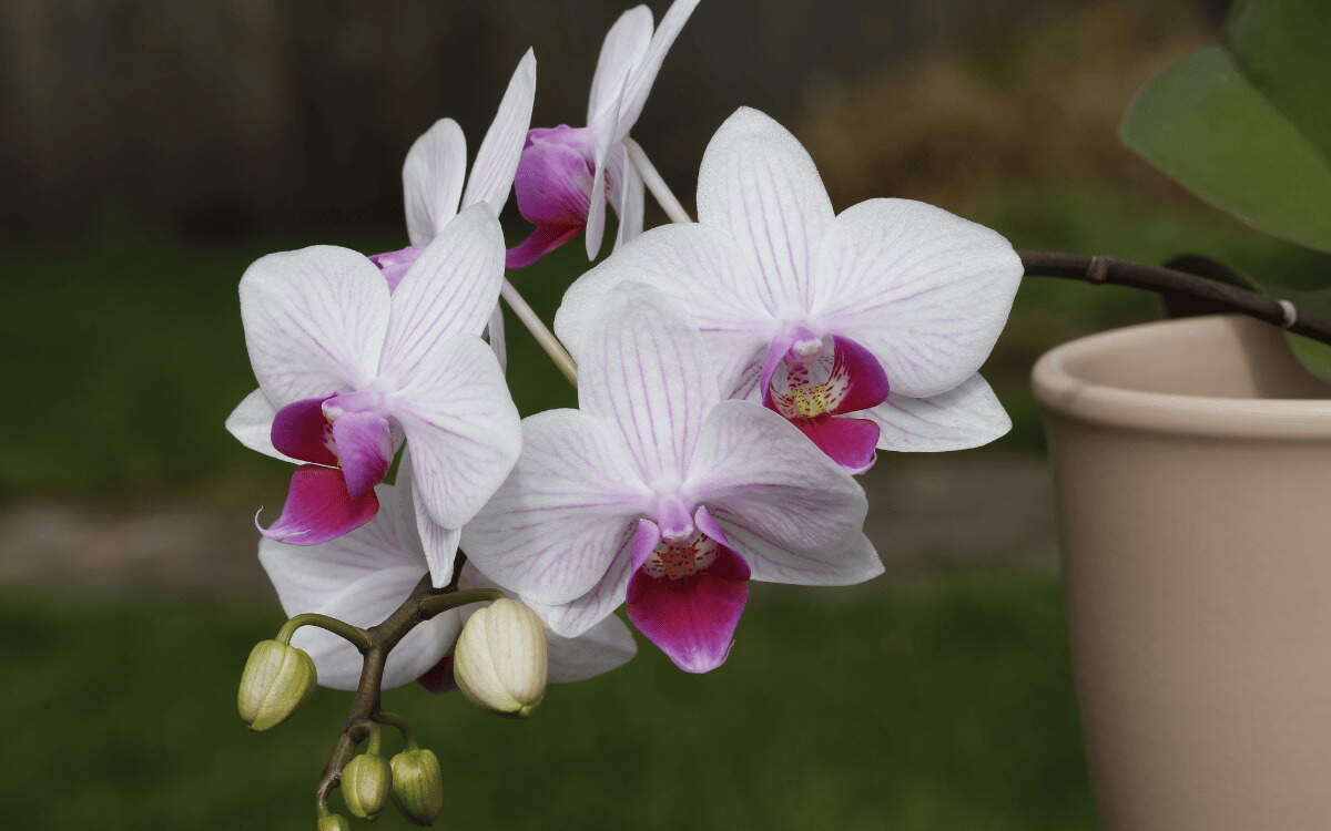 How to Make an Orchid Bloom – featured image