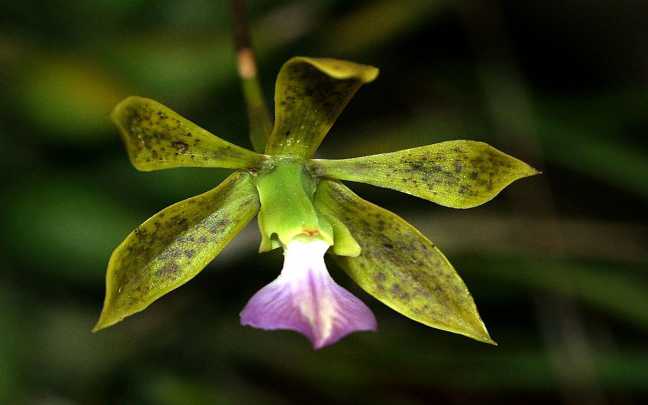 Image Name How to care 1