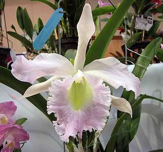 Image Name Hybrid between cattleya purpurata and brassavola