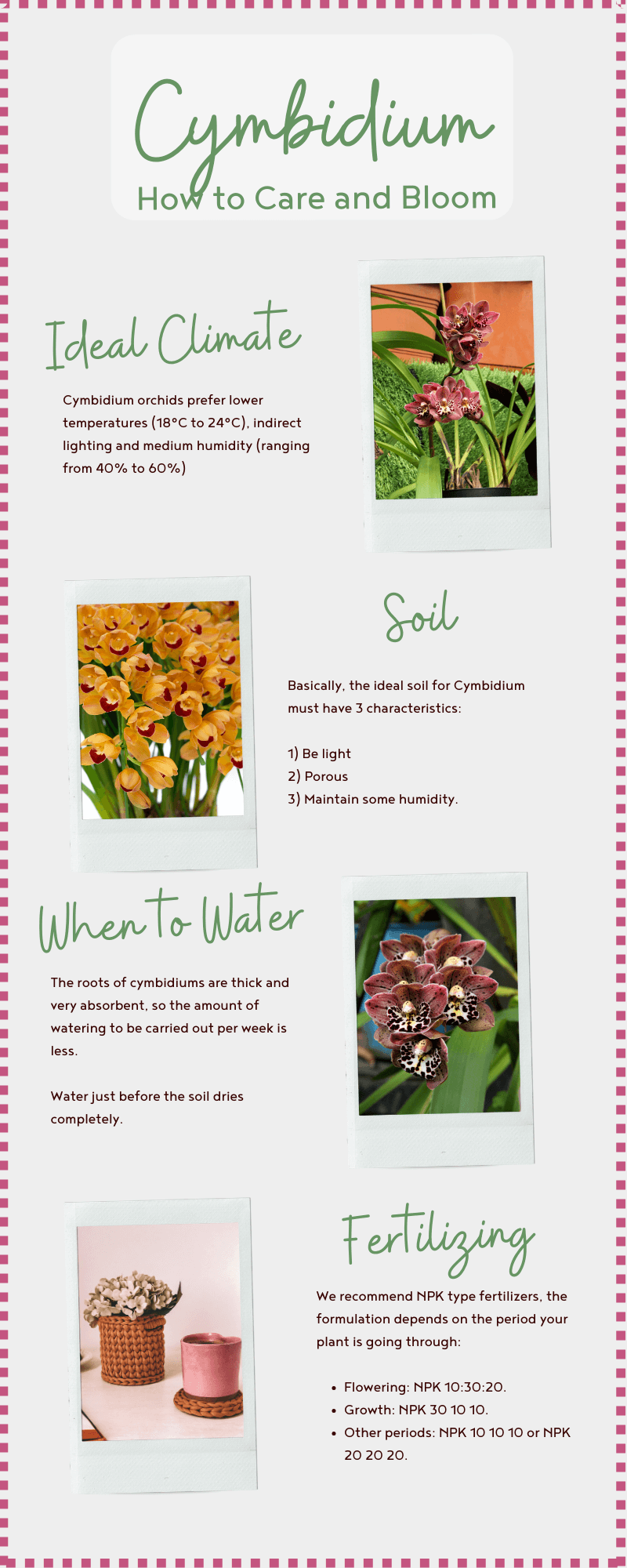 Infographic - Cymbidium Orchids