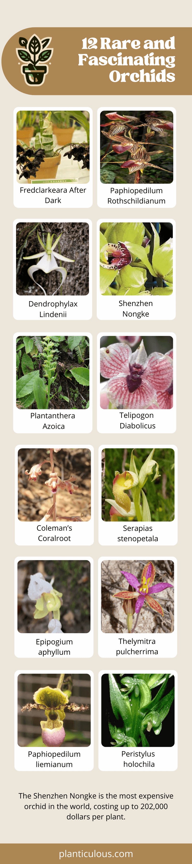 Infographic - Rare orchids