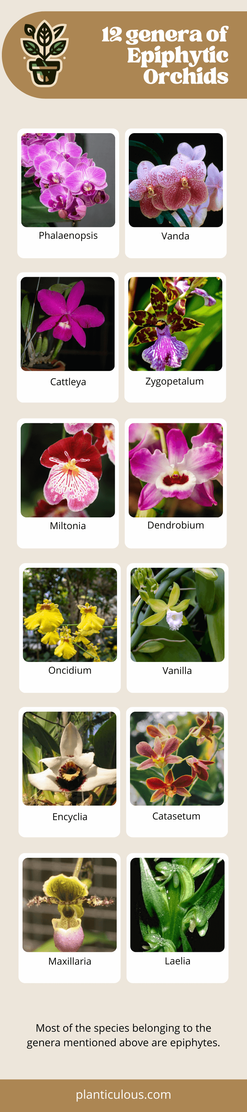 Infographic - epiphytic orchid species