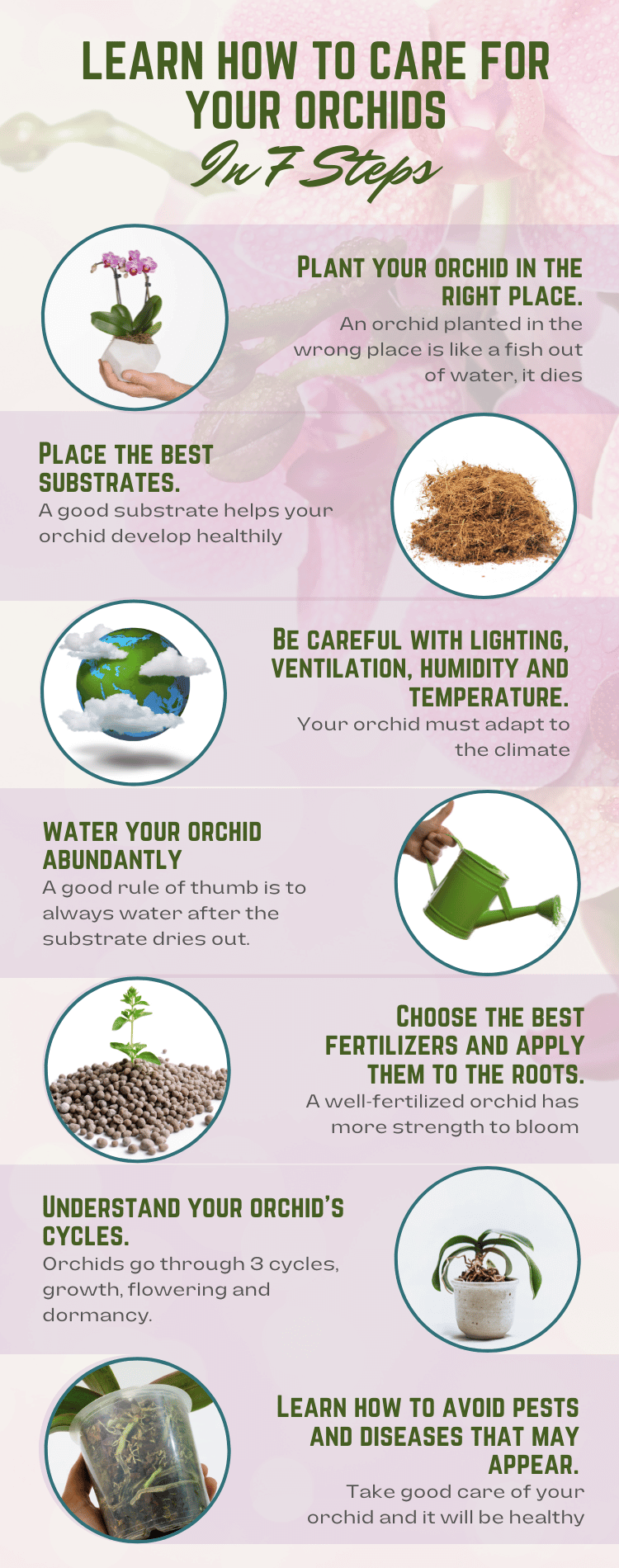 Image Name Infographic how to care for orchids