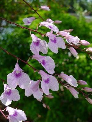 Image Name Ionopsis Utriculariodes