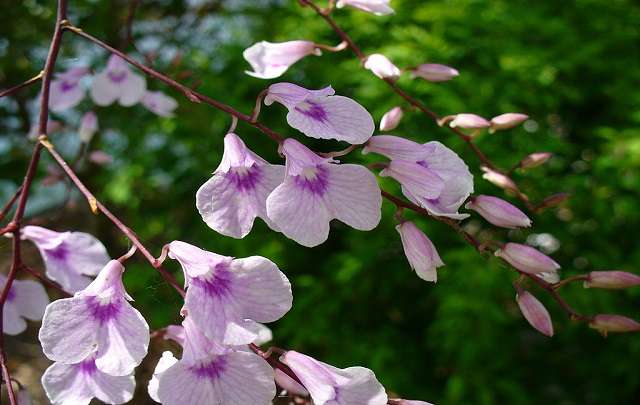 Image Name Ionopsis orchid