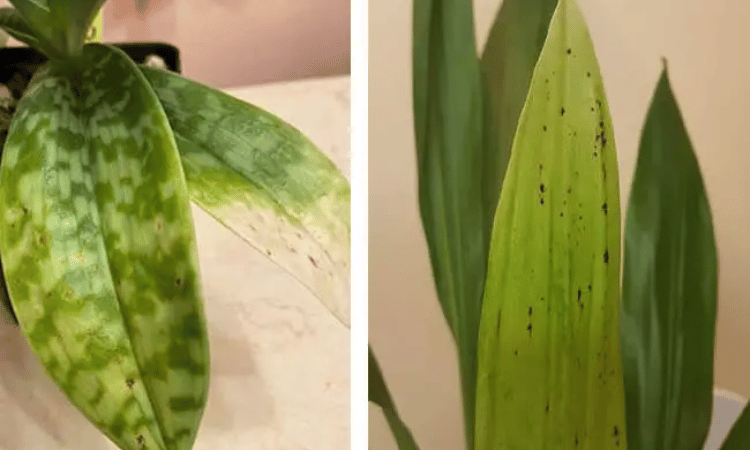 Image Name Lack of magnesium in orchid leaves