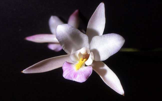 Image Name Laelia albida
