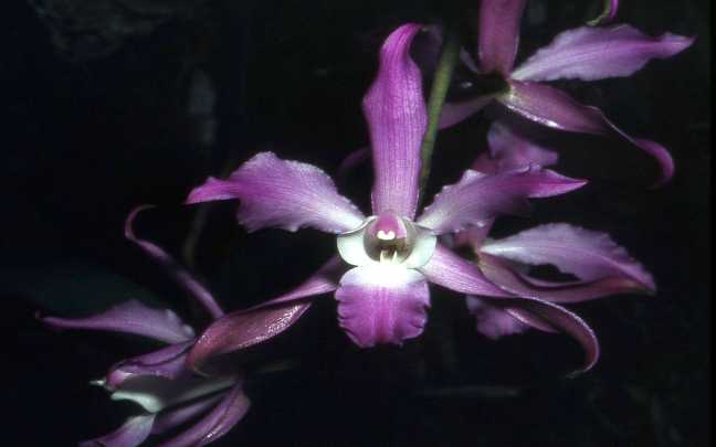 Image Name Laelia autumnalis