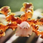Laelia Orchids - History, Curiosities and How to Care