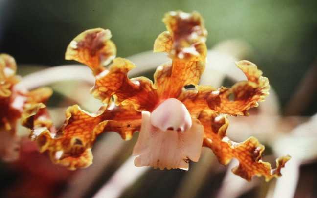 Image Name Laelia orchid