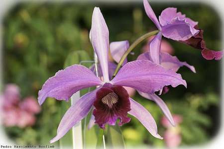 Image Name Laelia purpurata