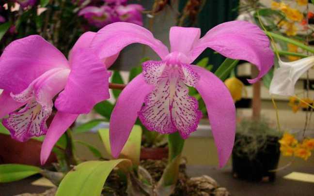 Image Name Laelia speciosa