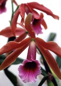 Image Name Laelia tenebrosa 02