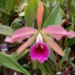 Laelia Tenebrosa: How to Care in 5 Steps (With Photos)