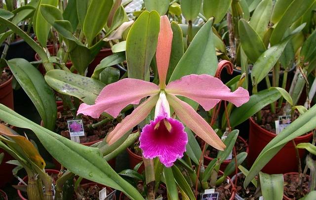 Image Name Laelia tenebrosa flower