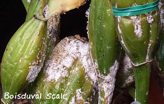 Image Name Leaf scale insect