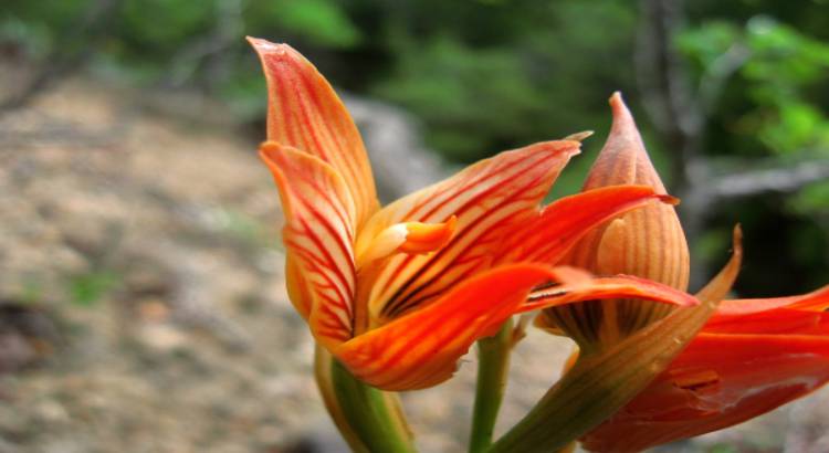 Lithophytes, Humicolous and Saprophytic Orchids – featured image