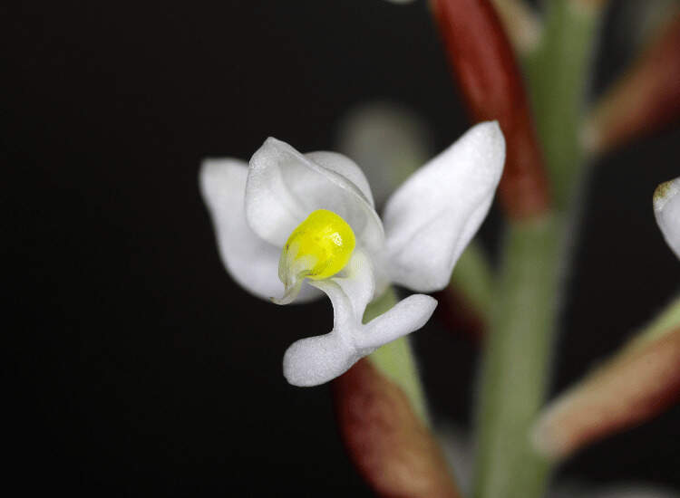 Image Name Ludisia Flowers