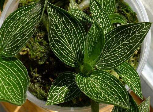 Image Name Ludisia discolor var. alba