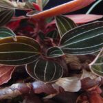 Ludisia the Jewel Orchid - How to Care in 7 Simple Steps