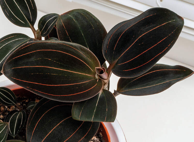 Image Name Ludisia orchid leaves