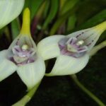 Masdevallia Orchids - How to Care in 10 Simple Steps