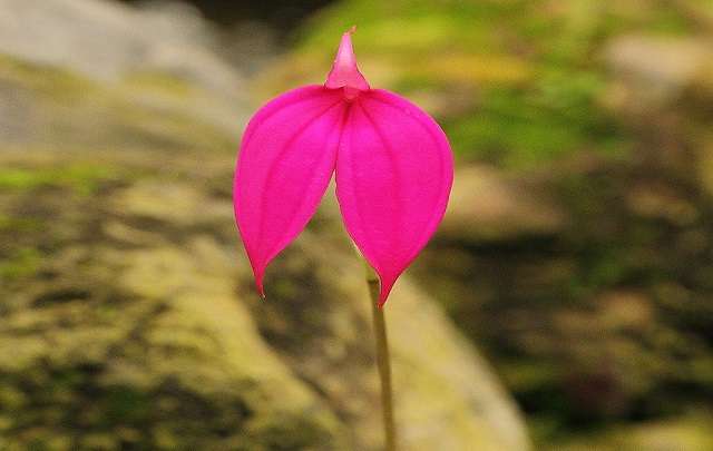 Image Name Masdevallia flower