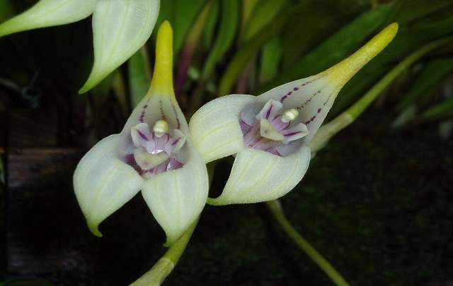 Image Name Masdevallia orchid