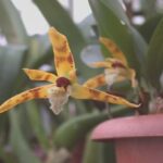 Maxillaria Picta – Curiosities, Photos and How to Care