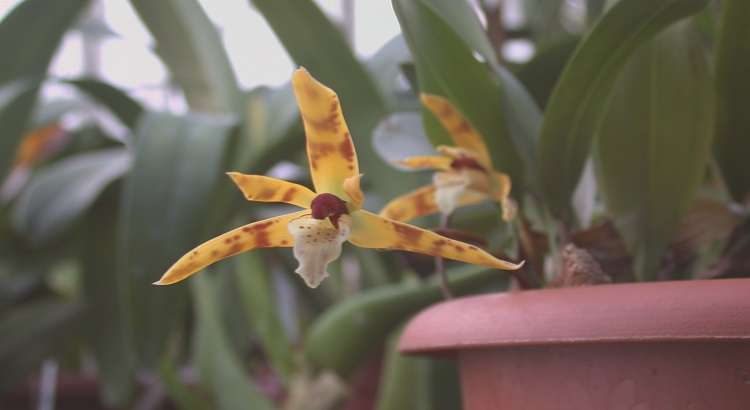 Maxillaria-Picta-featured image