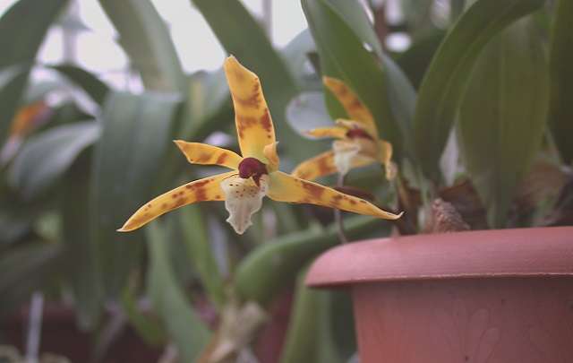 Image Name Maxillaria Picta