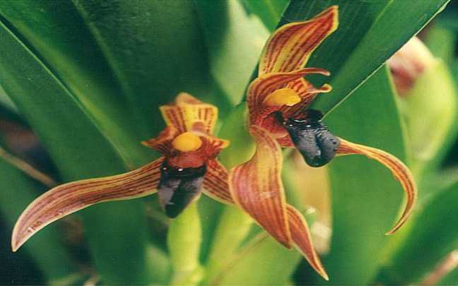Image Name Maxillaria cucullata