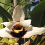 Maxillaria Orchids: How to Care in 6 Steps (Complete Guide)