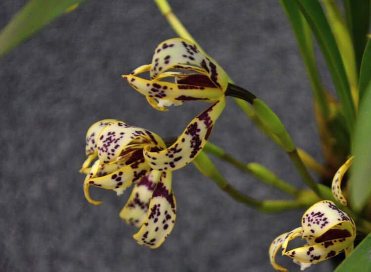 Maxillaria-orchid-flowers Maxillaria orchid flowers