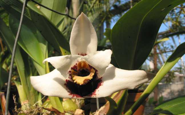 Image Name Maxillaria orchid