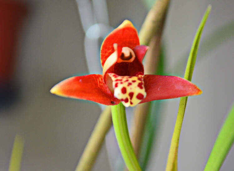 Maxillaria-orchids Maxillaria orchids