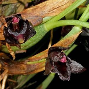 Image Name Maxillaria schunkeana 1